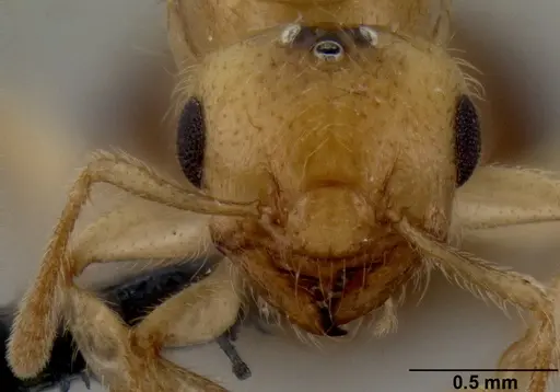 Crematogaster madecassa specimen CASENT0040391 image casent0040391_2
