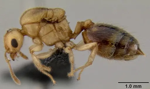Crematogaster madecassa specimen CASENT0040391 image casent0040391_3