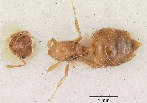 Crematogaster madecassa specimen CASENT0101933 image casent0101933_1