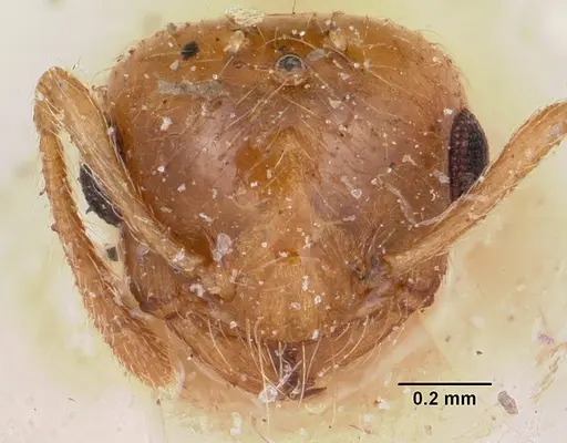 Crematogaster madecassa specimen CASENT0101933 image casent0101933_2