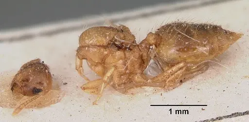 Crematogaster madecassa specimen CASENT0101933 image casent0101933_3