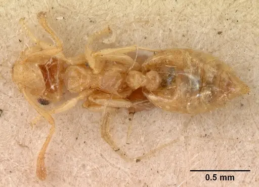 Crematogaster madecassa specimen CASENT0102053 image casent0102053_1