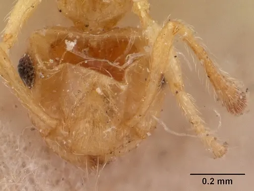 Crematogaster madecassa specimen CASENT0102053 image casent0102053_2