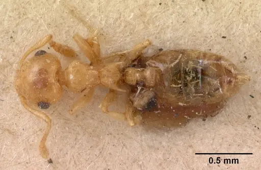 Crematogaster madecassa specimen CASENT0102054 image casent0102054_1