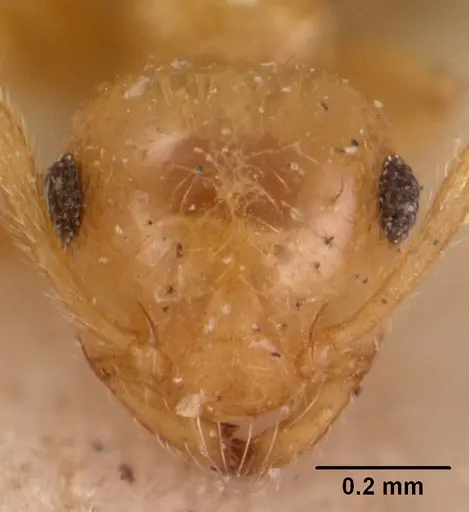 Crematogaster madecassa specimen CASENT0102054 image casent0102054_2
