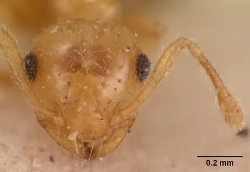 Crematogaster madecassa specimen CASENT0102054 image casent0102054_3
