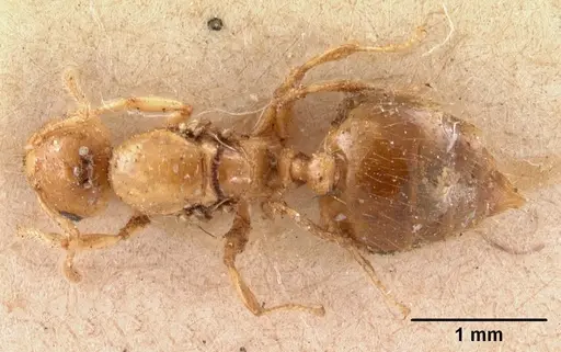 Crematogaster madecassa specimen CASENT0102137 image casent0102137_1