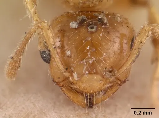 Crematogaster madecassa specimen CASENT0102137 image casent0102137_2