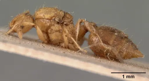 Crematogaster madecassa specimen CASENT0102137 image casent0102137_3