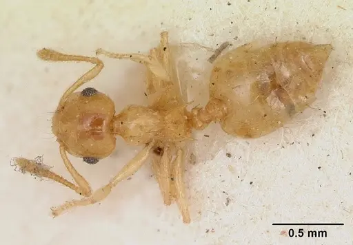 Crematogaster madecassa specimen CASENT0173211 image casent0173211_1