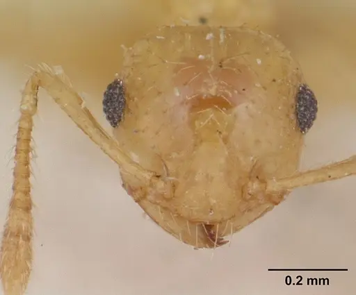 Crematogaster madecassa specimen CASENT0173211 image casent0173211_2