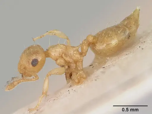 Crematogaster madecassa specimen CASENT0173211 image casent0173211_3