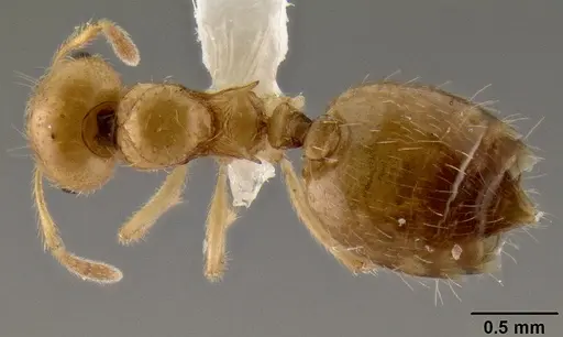 Crematogaster madecassa specimen CASENT0436247 image casent0436247_1