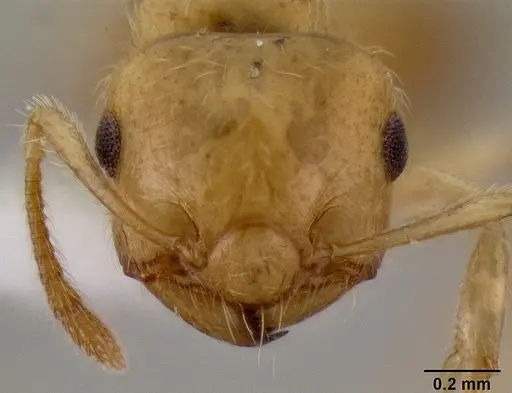 Crematogaster madecassa specimen CASENT0436247 image casent0436247_2