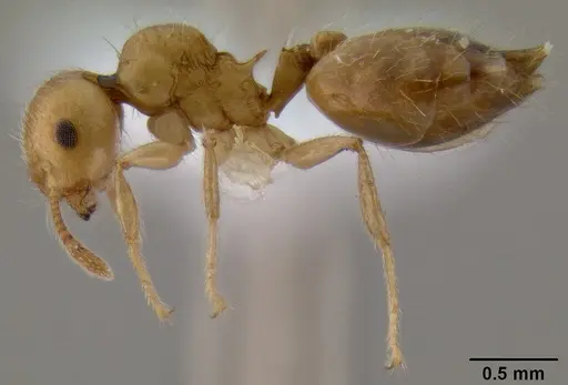 Crematogaster madecassa specimen CASENT0436247 image casent0436247_3