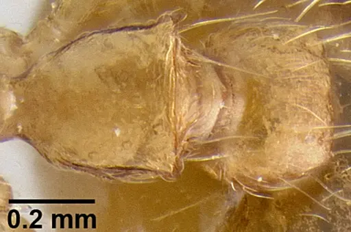 Crematogaster madecassa specimen CASENT0436253 image casent0436253_1