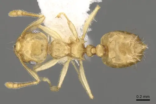 Crematogaster madecassa specimen CASENT0914538 image casent0914538_1