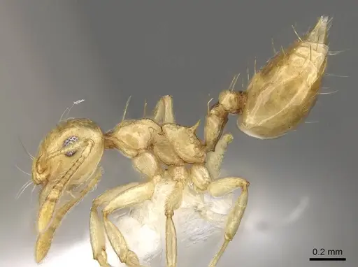 Crematogaster madecassa specimen CASENT0914538 image casent0914538_3