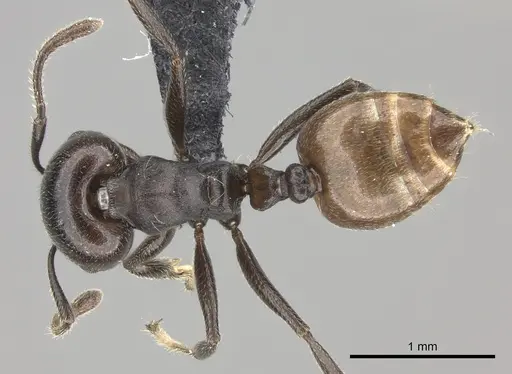 Crematogaster mafybe specimen CASENT0141219 image casent0141219_1