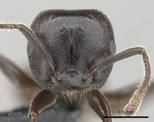 Crematogaster mafybe specimen CASENT0141219 image casent0141219_2