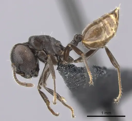 Crematogaster mafybe specimen CASENT0141219 image casent0141219_3