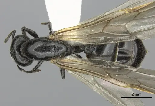 Crematogaster mafybe specimen CASENT0193464 image casent0193464_1