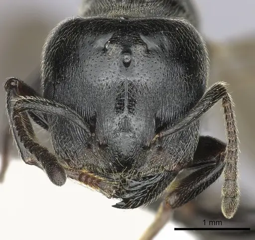 Crematogaster mafybe specimen CASENT0193464 image casent0193464_2