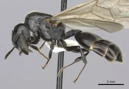 Crematogaster mafybe specimen CASENT0193464 image casent0193464_3