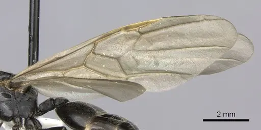 Crematogaster mafybe specimen CASENT0193464 image casent0193464_4