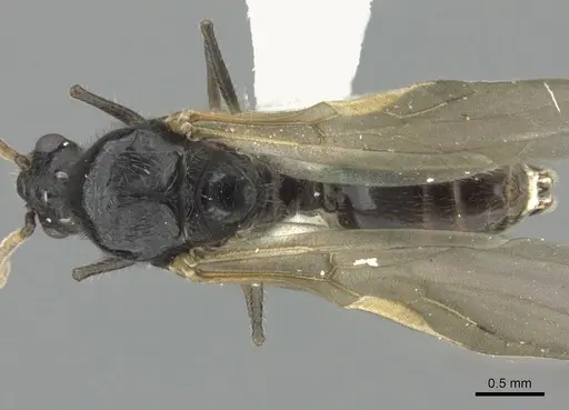 Crematogaster mafybe specimen CASENT0193465 image casent0193465_1