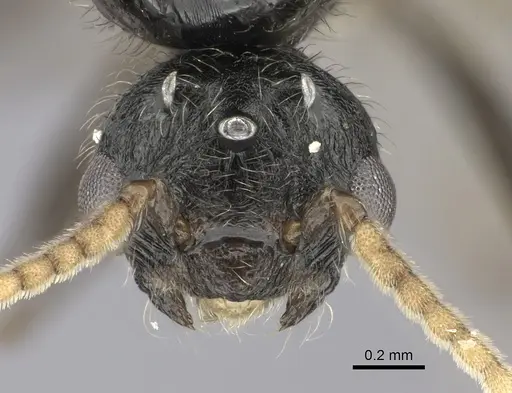 Crematogaster mafybe specimen CASENT0193465 image casent0193465_2