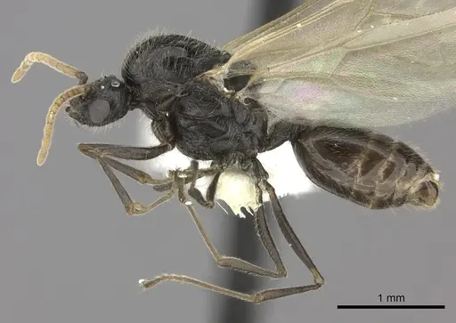 Crematogaster mafybe specimen CASENT0193465 image casent0193465_3