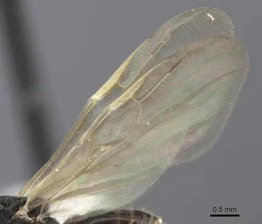 Crematogaster mafybe specimen CASENT0193465 image casent0193465_4