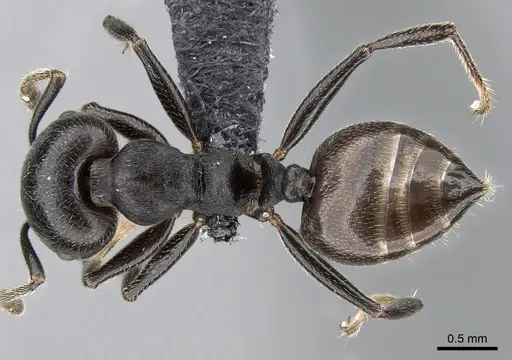 Crematogaster mafybe specimen CASENT0317762 image casent0317762_1