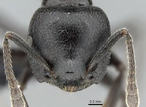 Crematogaster mafybe specimen CASENT0317762 image casent0317762_2