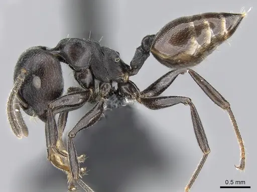 Crematogaster mafybe specimen CASENT0317762 image casent0317762_3