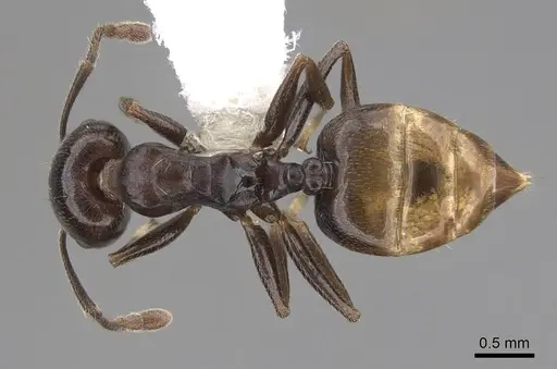 Crematogaster mafybe specimen CASENT0922643 image casent0922643_1