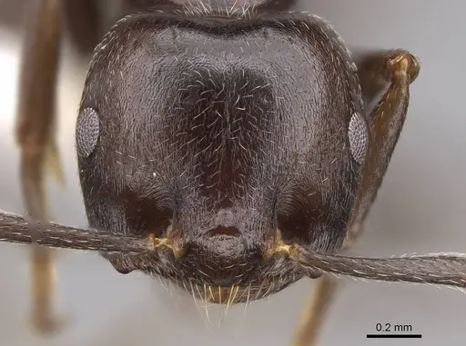 Crematogaster mafybe specimen CASENT0922643 image casent0922643_2