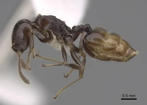 Crematogaster mafybe specimen CASENT0922643 image casent0922643_3