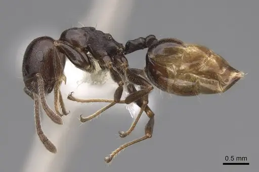 Crematogaster mafybe specimen CASENT0922643 image casent0922643_4