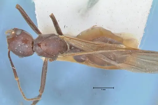 Crematogaster magitae specimen FOCOL1519 image focol1519_1