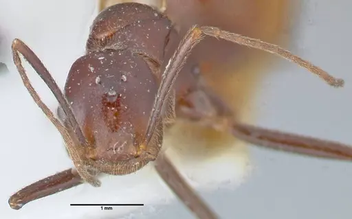 Crematogaster magitae specimen FOCOL1519 image focol1519_2