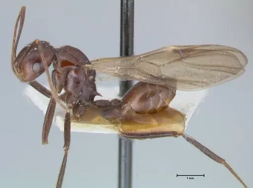 Crematogaster magitae specimen FOCOL1519 image focol1519_3