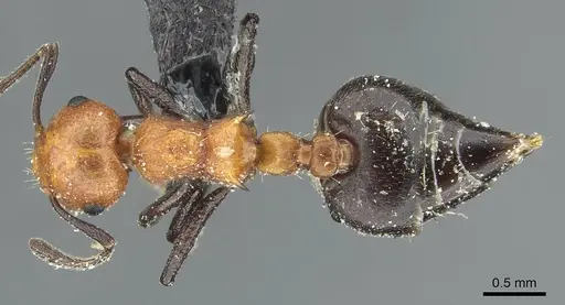 Crematogaster magnifica specimen CASENT0912743 image casent0912743_1