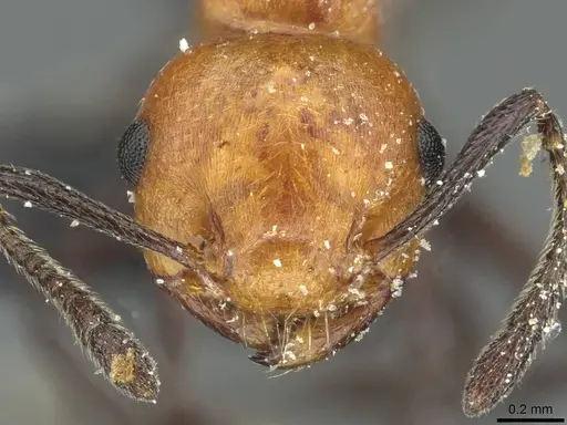 Crematogaster magnifica specimen CASENT0912743 image casent0912743_2