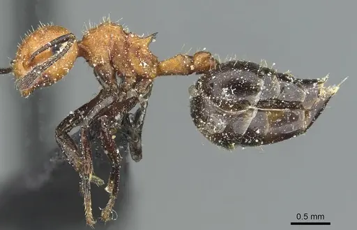 Crematogaster magnifica specimen CASENT0912743 image casent0912743_3