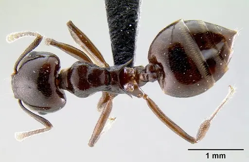 Crematogaster mahery specimen CASENT0071537 image casent0071537_1