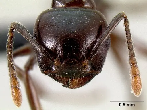 Crematogaster mahery specimen CASENT0071537 image casent0071537_2