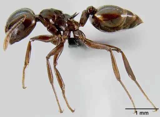 Crematogaster mahery specimen CASENT0071537 image casent0071537_3