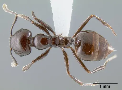 Crematogaster mahery specimen CASENT0127522 image casent0127522_1